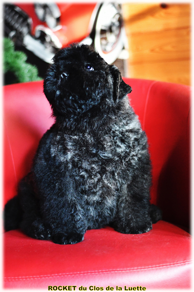 CHIOT du Clos de la Luette COPYRIGHT ClosLuette 2020